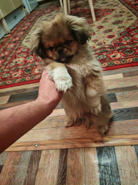 ПЕКИНЕС чистокровный кобель