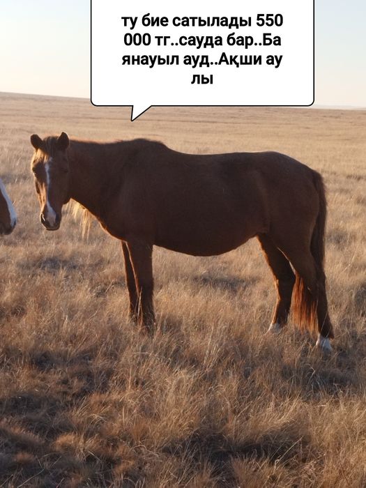 Ту бие потсос  сатылады