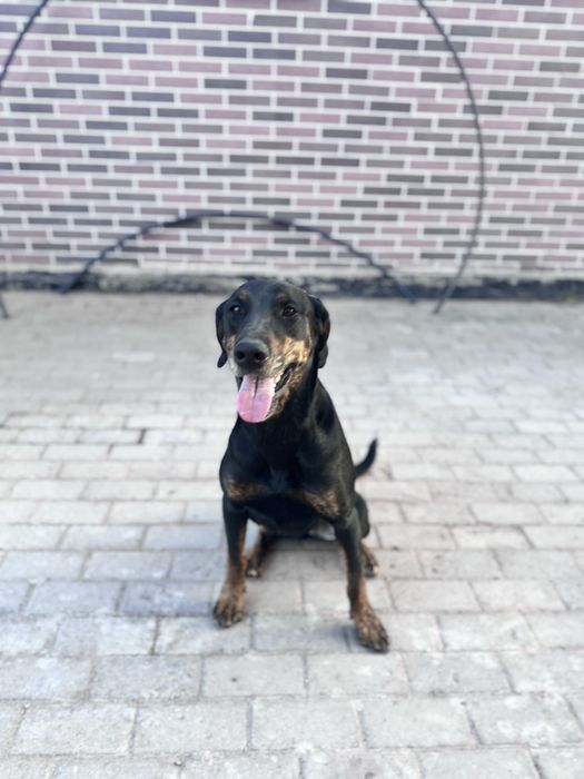 В добрые руки и теплое сердце