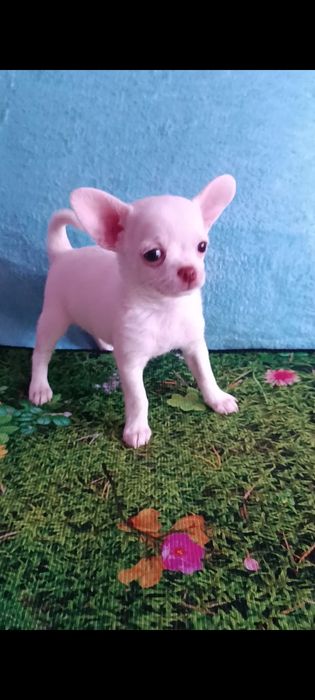 Девочка  чихуахуа