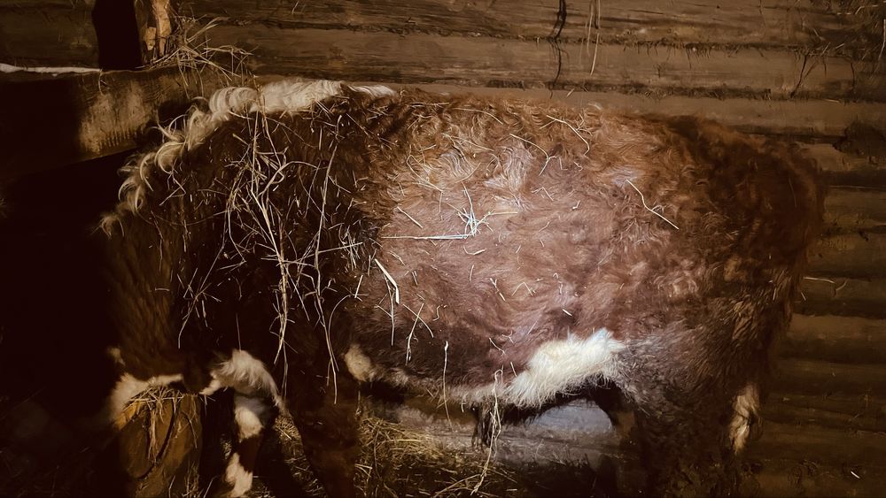 Продам бычков породистых