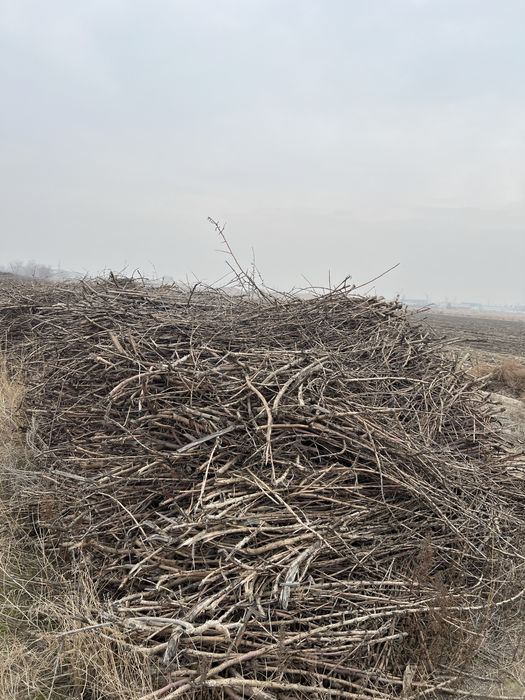 Дрова Oʻtin bor (sliva oʻrik gilos)