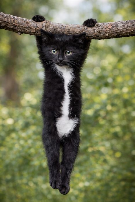 Котята (малые - милые) 1 месяц