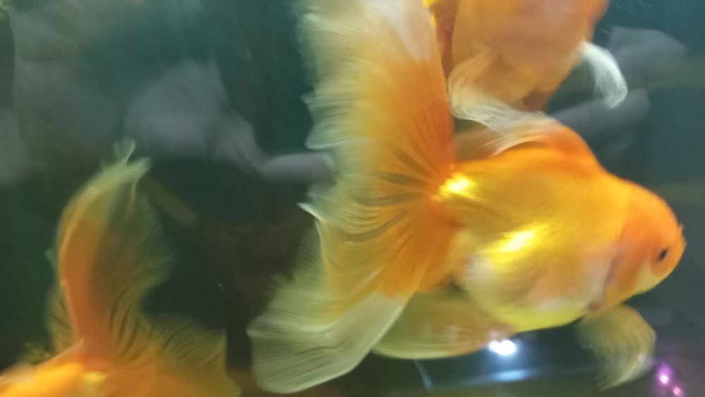 Продам Черно-красную Оранду