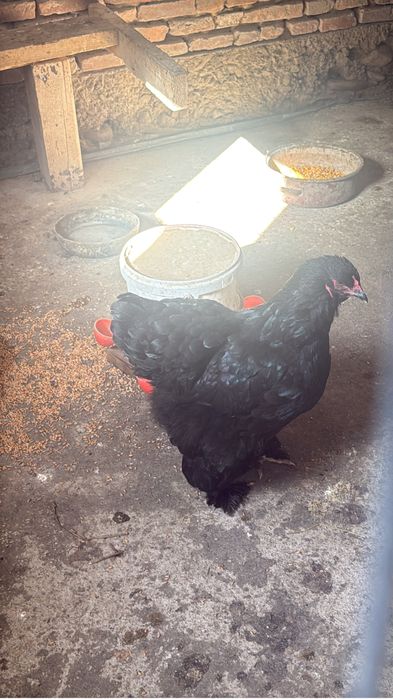 Oua pentru incubat brahma negru