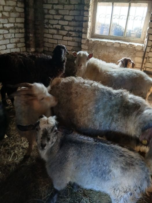 Продам Коз вместе с козлятами