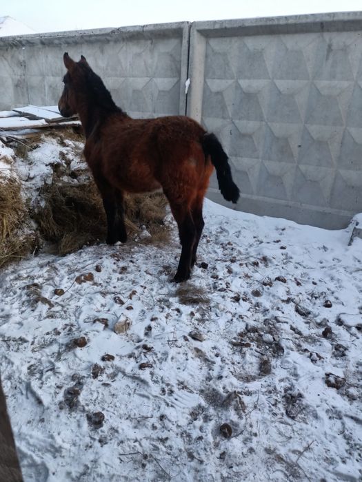 Продам жеребенка