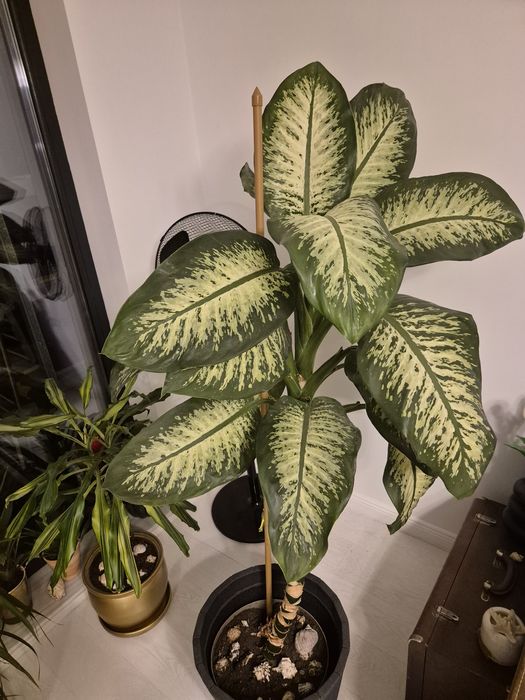 Planta interior - Dieffenbachia  'Tropic Snow' - intretinere usoara