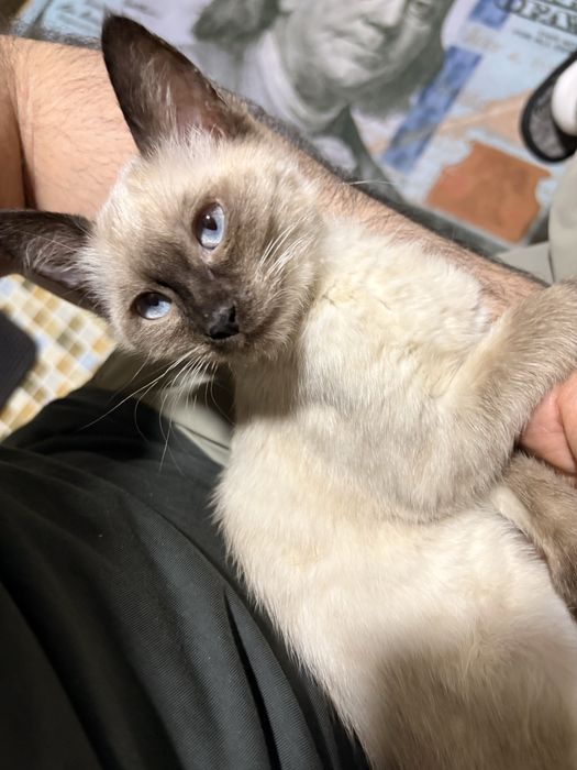 Сиамский котенок в добрые руки
