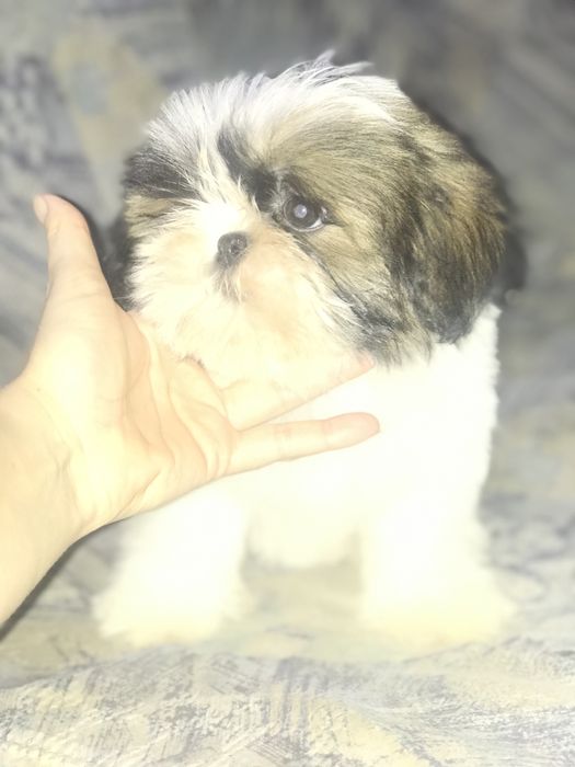 Красивые щенки Ши-тцу. Шитцу
