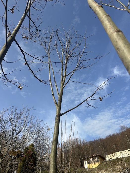 Mesteacan / Tei / Paltan / catalpa