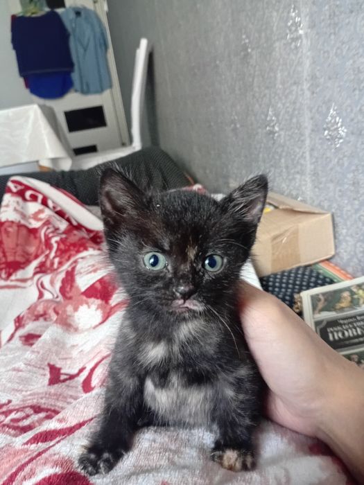 Мама и малыш ищут свой дом