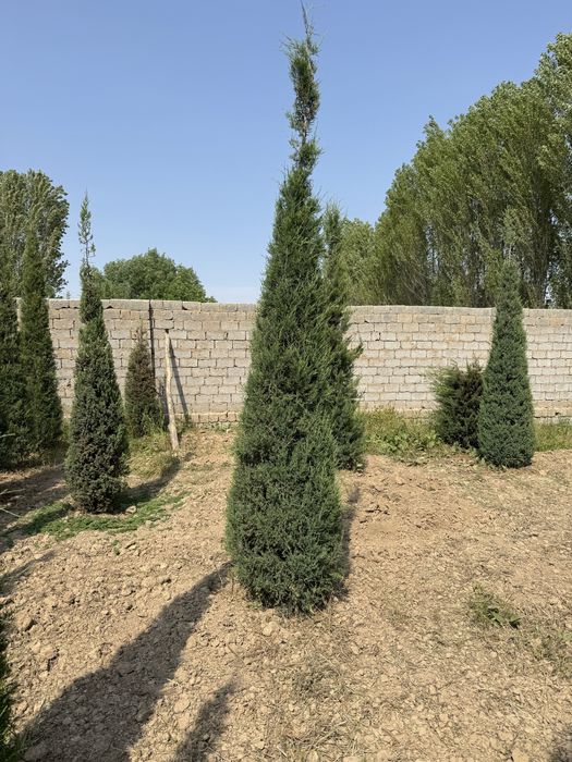 Majveniy archalarimiz sotiladi boyi 3.5m dan tanlab osela boladi