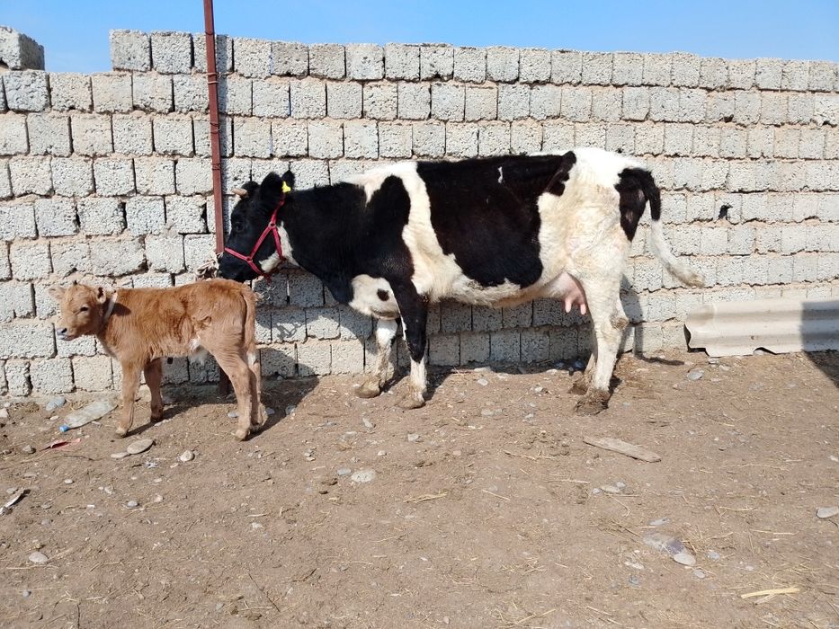 Бузаулы сиыр сатылады