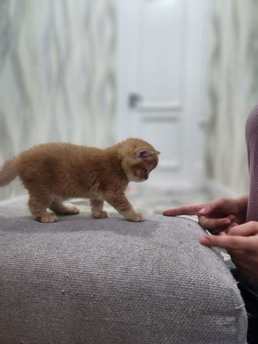 Продаются котята породы скотиш страйт