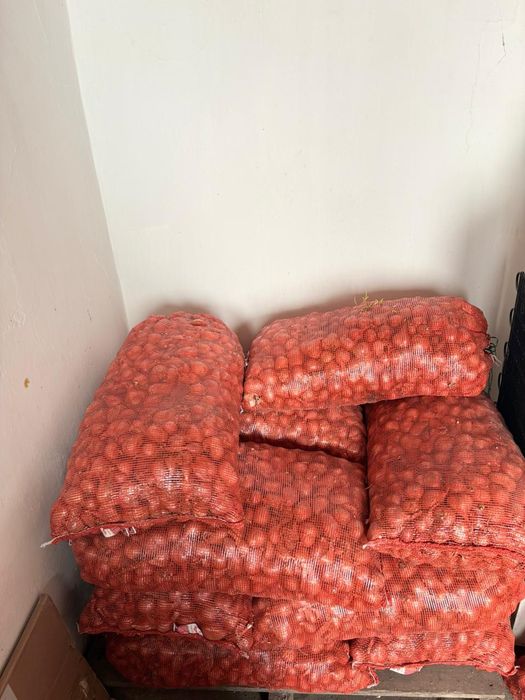 Лук .Лук  сорокозубка