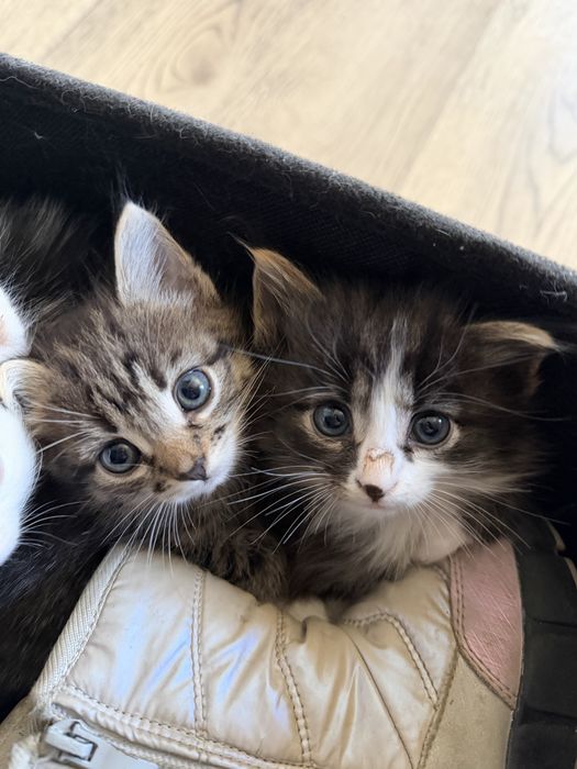 Отлам котят в хорошие руки!