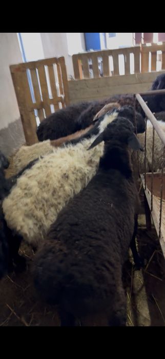 10бас кощкар сатылады