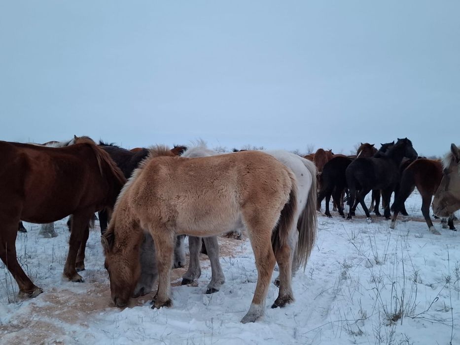 Мұғалжар жабағы сатылады