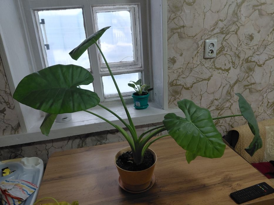 Продам комнатные цветы