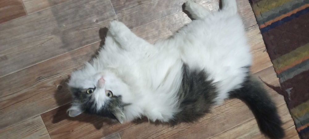 Ласковый кот ищет Дом