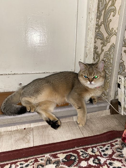 Золотая шиншилла