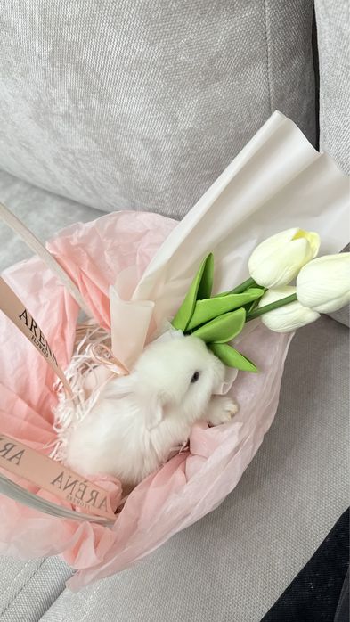 декаративный кролик, только самовывоз