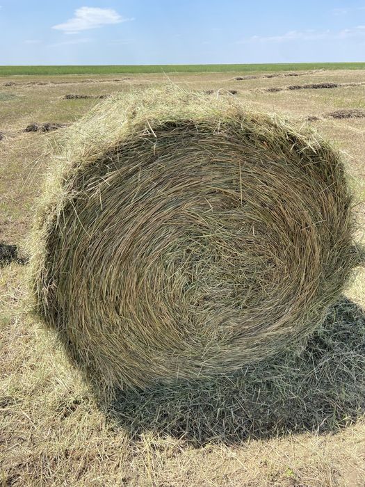 Продам сено в рулонах