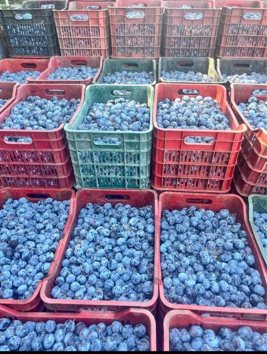 Prune pentru tuica si palinca