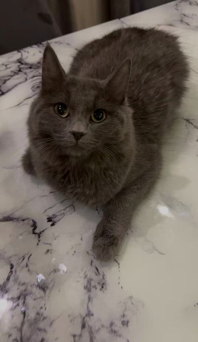 Британец+мейнкун