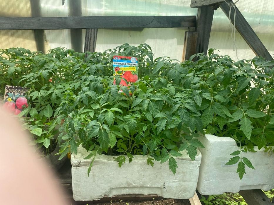 Продам рассаду помидор