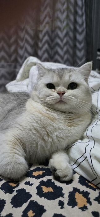 Britanski serebristi shinshilla