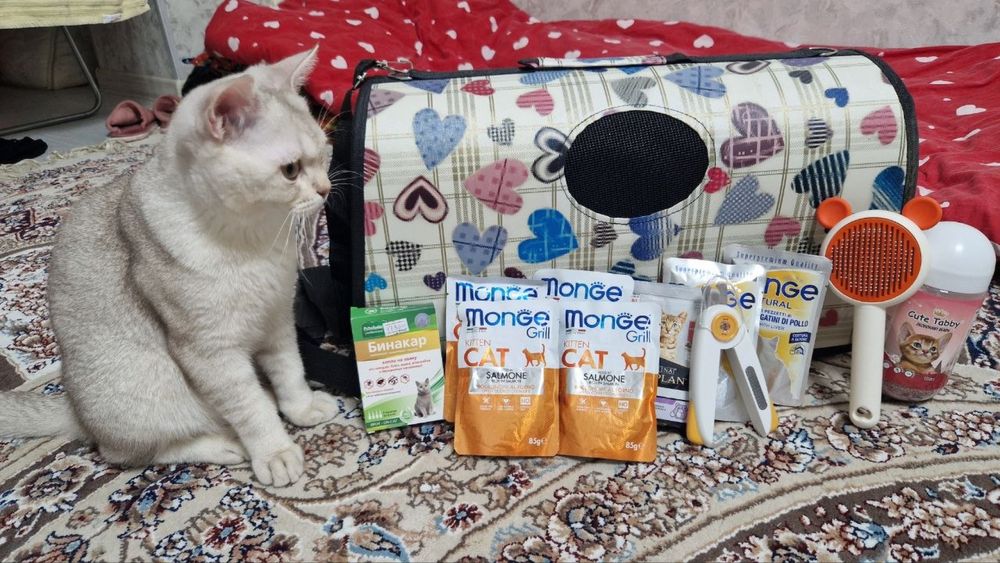 Отдам кота в хорошие руки - бесплатно.