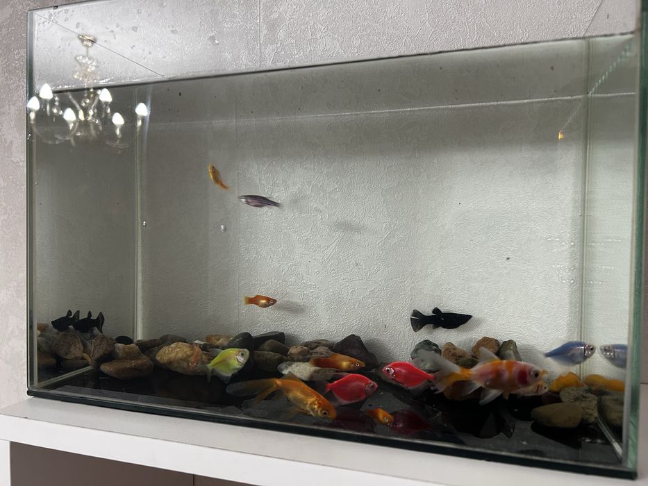 Аквариум с рыбками