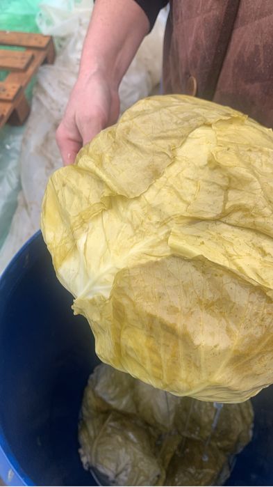 Vand varza murata romaneasca