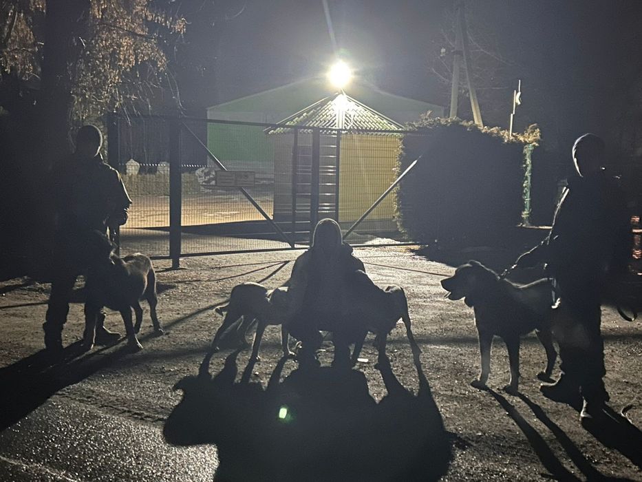 Группа питбуль и алабай