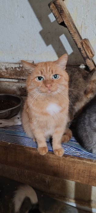 Кот, котик, котенок