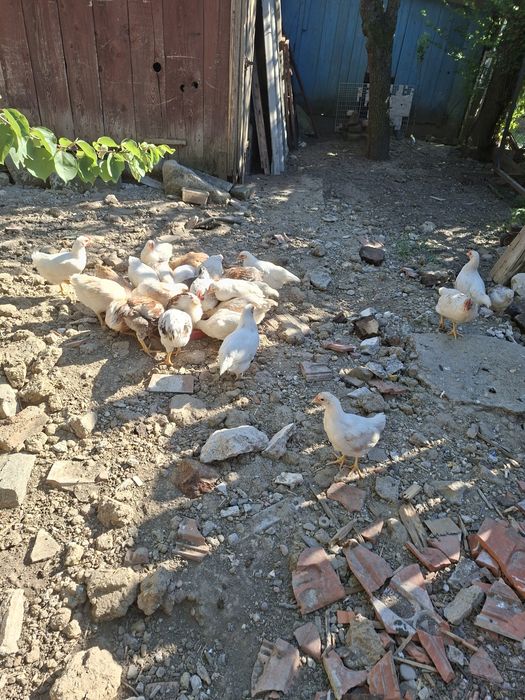 Vand un lot de 37 de pui de casa