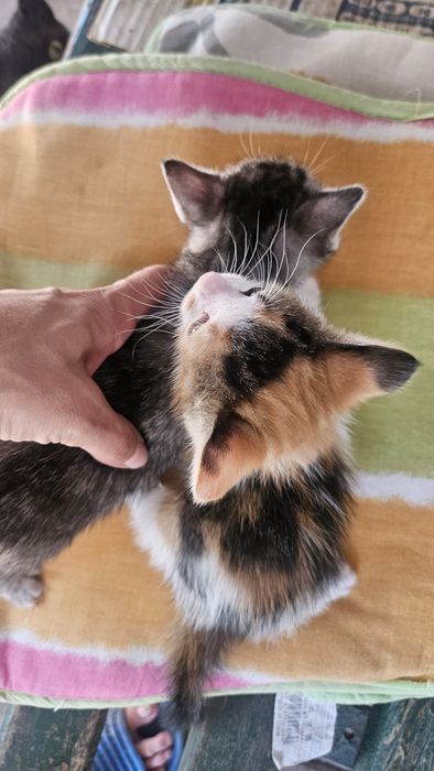 Подарявам котенца