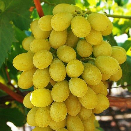 Vita de vie nobila 23  soiuri de masa albe