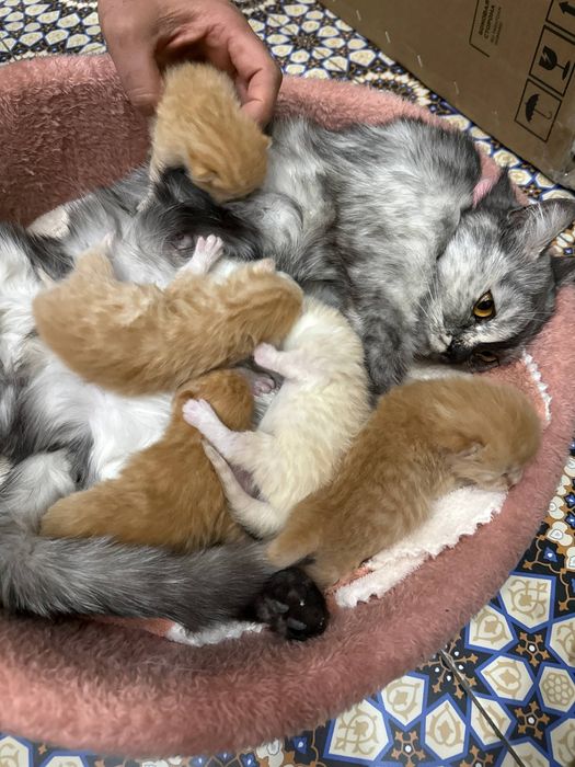 Shinshila sotiladi 400 ming