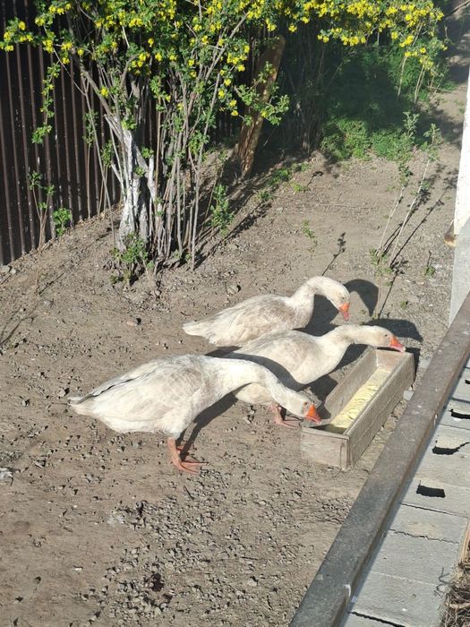 Жирные красивые гуси