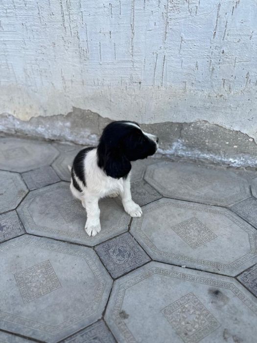 Щенки спаниеля уже 2 месяца