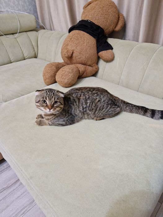 Отдам в хорошие руки