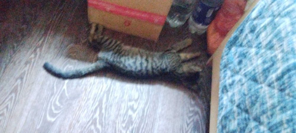 отдам котика в добрые руки
