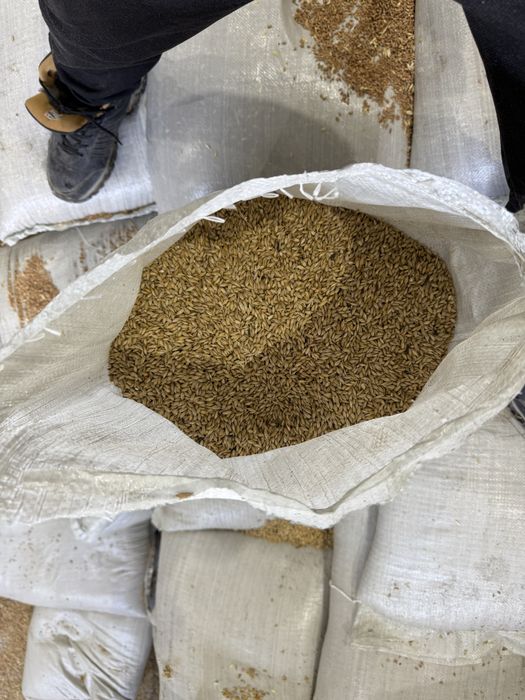 Продам семеной ячмень семена экспарсета