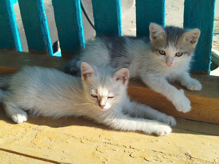 Отдам котят в добрые руки