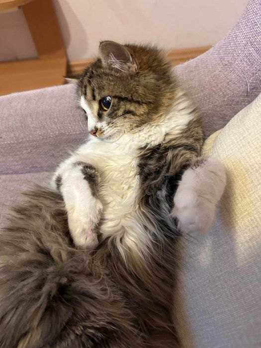 Коте за осиновяване