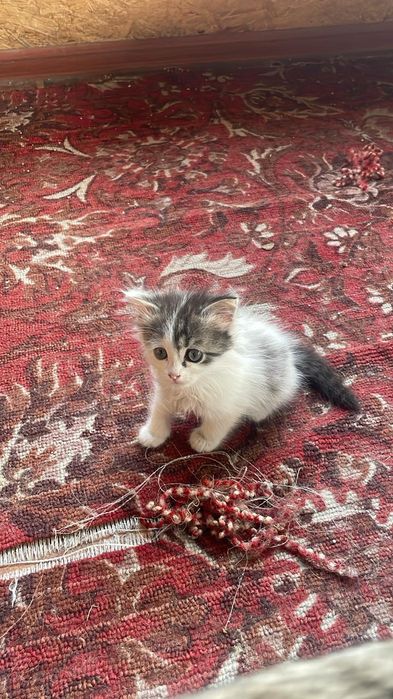 Котята, одна девочка и три мальчика