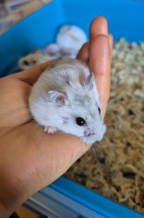 Pui de 1 luna de hamsteri pitici
